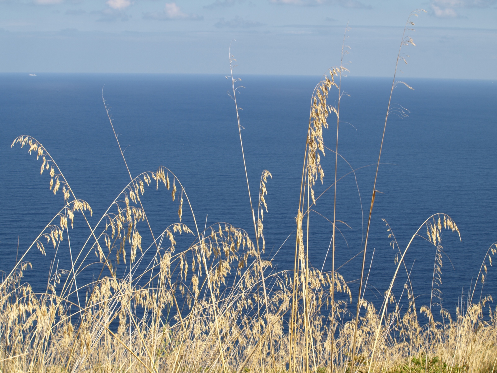 Vision von Urlaub in Corona-Zeitzen, Träumerei, Glück empfinden,  Ähren des Strandhafers , Küste, am Meer, Ex-Bild-DB-ID: 1251