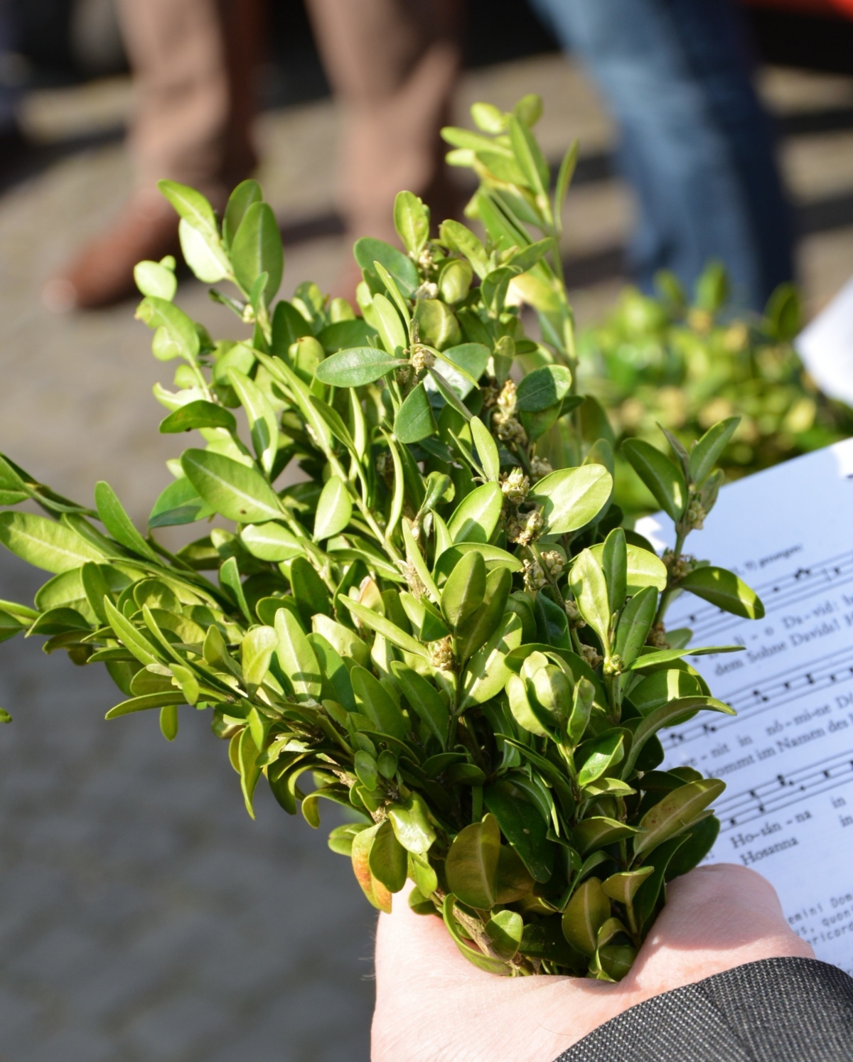 Der Palmsonntag ist der sechste und letzte Sonntag der Fastenzeit und der Sonntag vor Ostern. Der Palmsonntag eröffnet die Karwoche, die auch heilige Woche genannt wird.  Ein Brauch in der katholischen Kirche ist die Palmweihe.  Da echte Palmzweige in Mitteleuropa nur schwer zu bekommen sind, werden für die Palmweihe meist andere grüne Zweige wie Buchsbaum, Wacholder, Weide oder auch Palmkätzchen verwendet.  Vor der Messe segnet der Zelebrant die mitgebrachten Palmzweige und besprengt sie mit Weihwasser, anschließend werden sie in einer Prozession in die Kirche getragen. Nach der Messe werden die geweihten Zweige mit nach Hause genommen.   Die Zweige, die in der Kirche verbleiben, werden im darauffolgenden Jahr verbrannt und mit ihrer Asche das Aschenkreuz an Aschermittwoch gespendet.  Das Osterfest ist die höchste christliche Festlichkeit im Jahr und wird am Wochenende nach Palmsonntag gefeiert. Ex-Bild-DB-ID: 27686