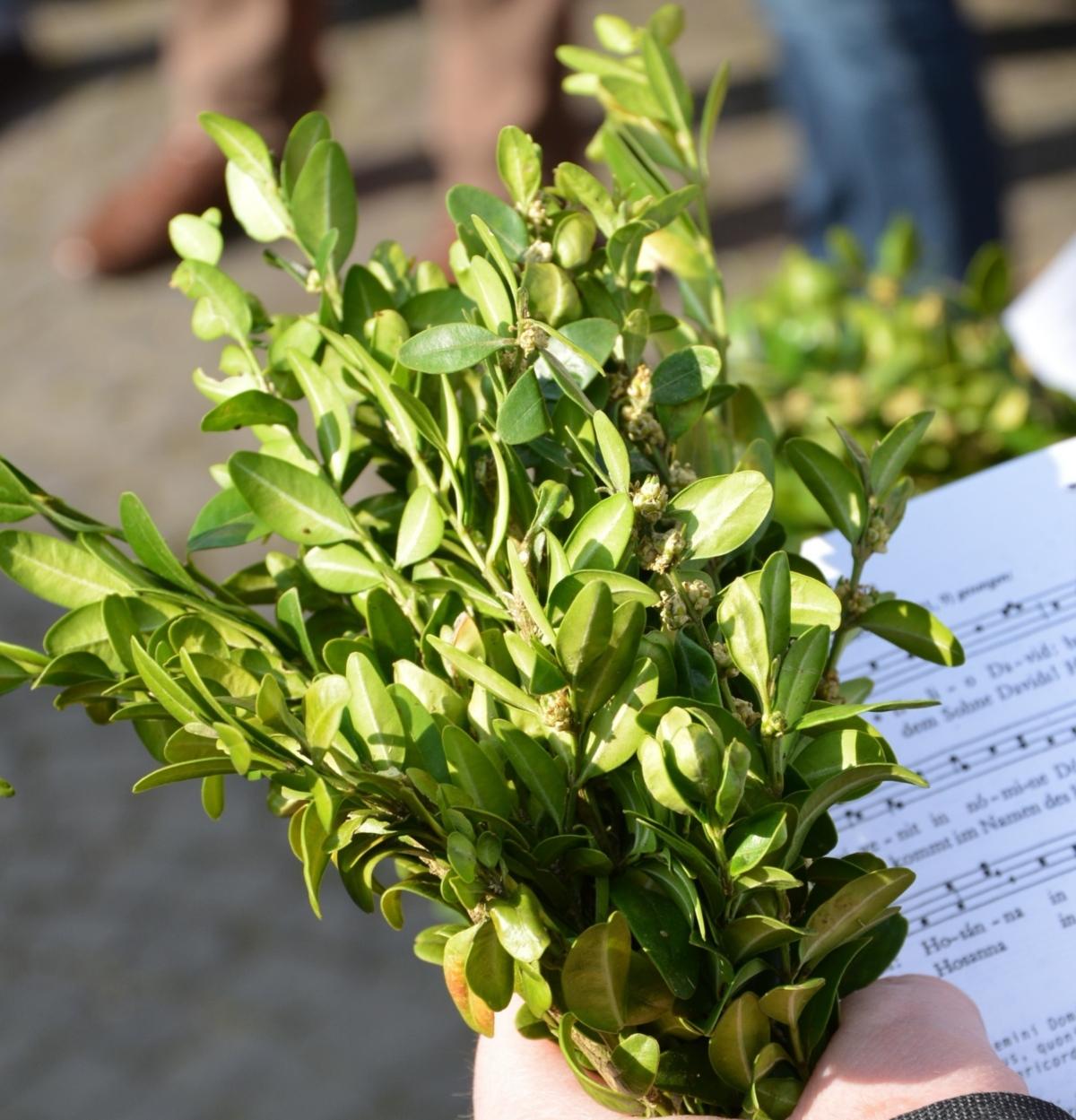 Der Palmsonntag ist der sechste und letzte Sonntag der Fastenzeit und der Sonntag vor Ostern. Der Palmsonntag eröffnet die Karwoche, die auch heilige Woche genannt wird. Ein Brauch in der katholischen Kirche ist die Palmweihe. Da echte Palmzweige in Mitteleuropa nur schwer zu bekommen sind, werden für die Palmweihe meist andere grüne Zweige wie Buchsbaum, Wacholder, Weide oder auch Palmkätzchen verwendet. Vor der Messe segnet der Zelebrant die mitgebrachten Palmzweige und besprengt sie mit Weihwasser, anschließend werden sie in einer Prozession in die Kirche getragen. Nach der Messe werden die geweihten Zweige mit nach Hause genommen. Die Zweige, die in der Kirche verbleiben, werden im darauffolgenden Jahr verbrannt und mit ihrer Asche das Aschenkreuz an Aschermittwoch gespendet. Das Osterfest ist die höchste christliche Festlichkeit im Jahr und wird am Wochenende nach Palmsonntag gefeiert. Ex-Bild-DB-ID: 27686
